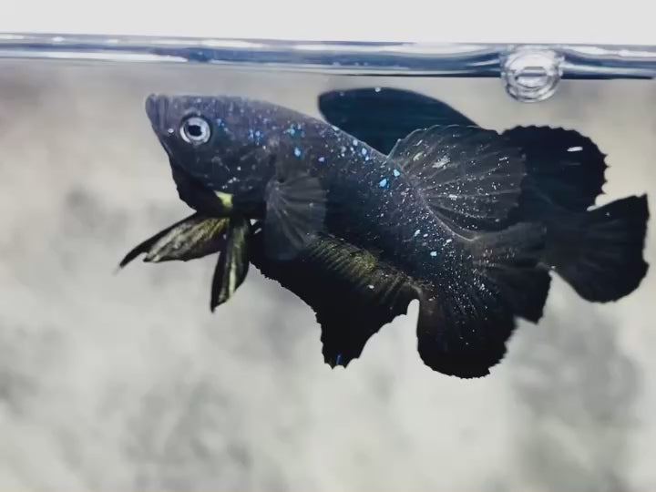 Rare Avatar Betta Fish (Male)