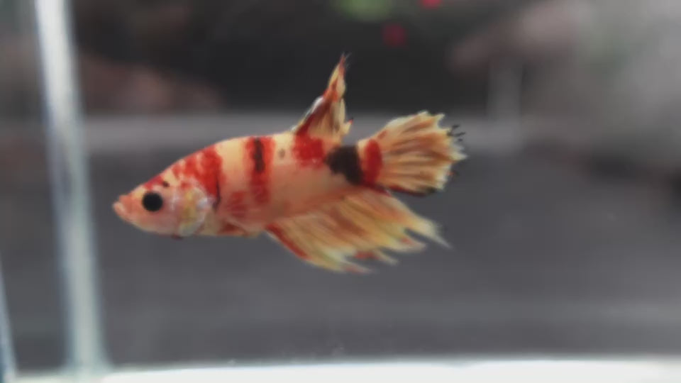 Rare CTPK Koi Betta Fish