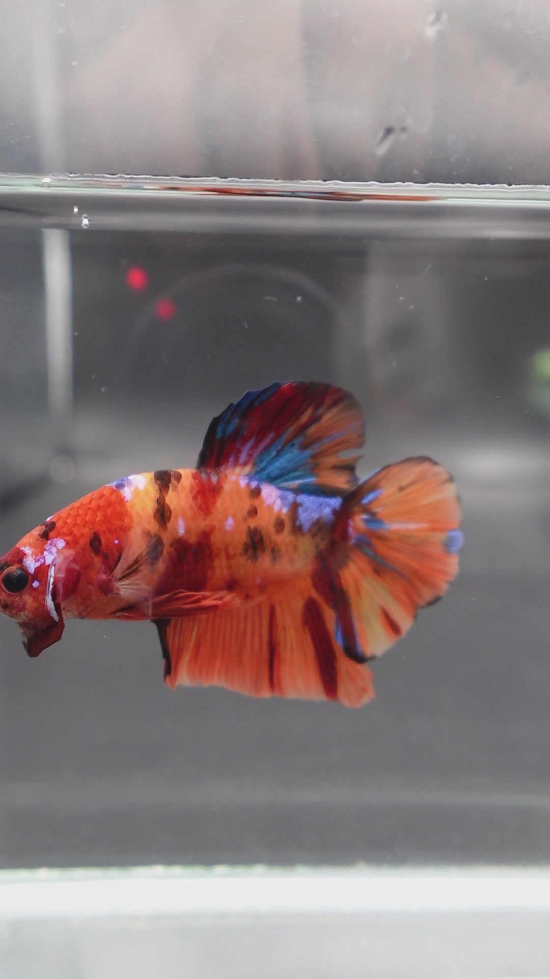 Rare Giant Multicolors Betta Fish