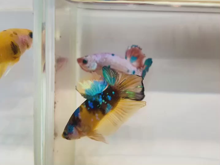 Rare Pair Koi Multicolors Betta Fish