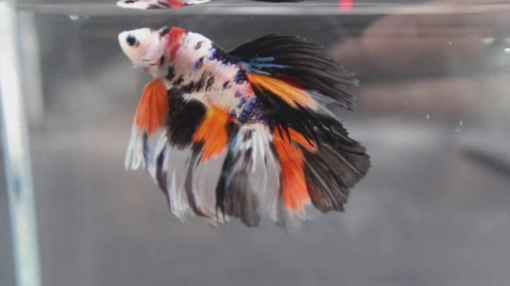 Rare Halfmoon Koi Multicolors Betta Fish