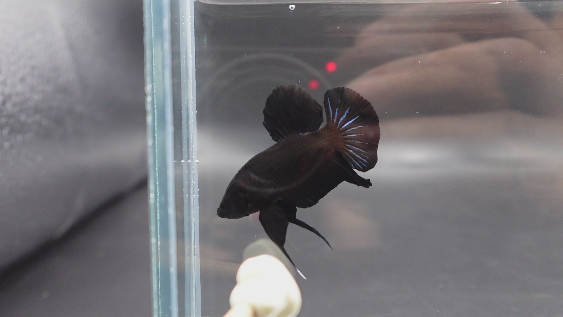 Black Betta Fish