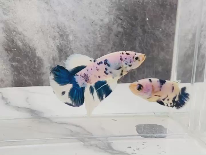 Rare Pair Blue Marble Betta Fish