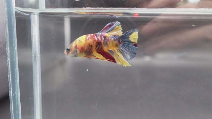 Rare Multicolors Betta Fish