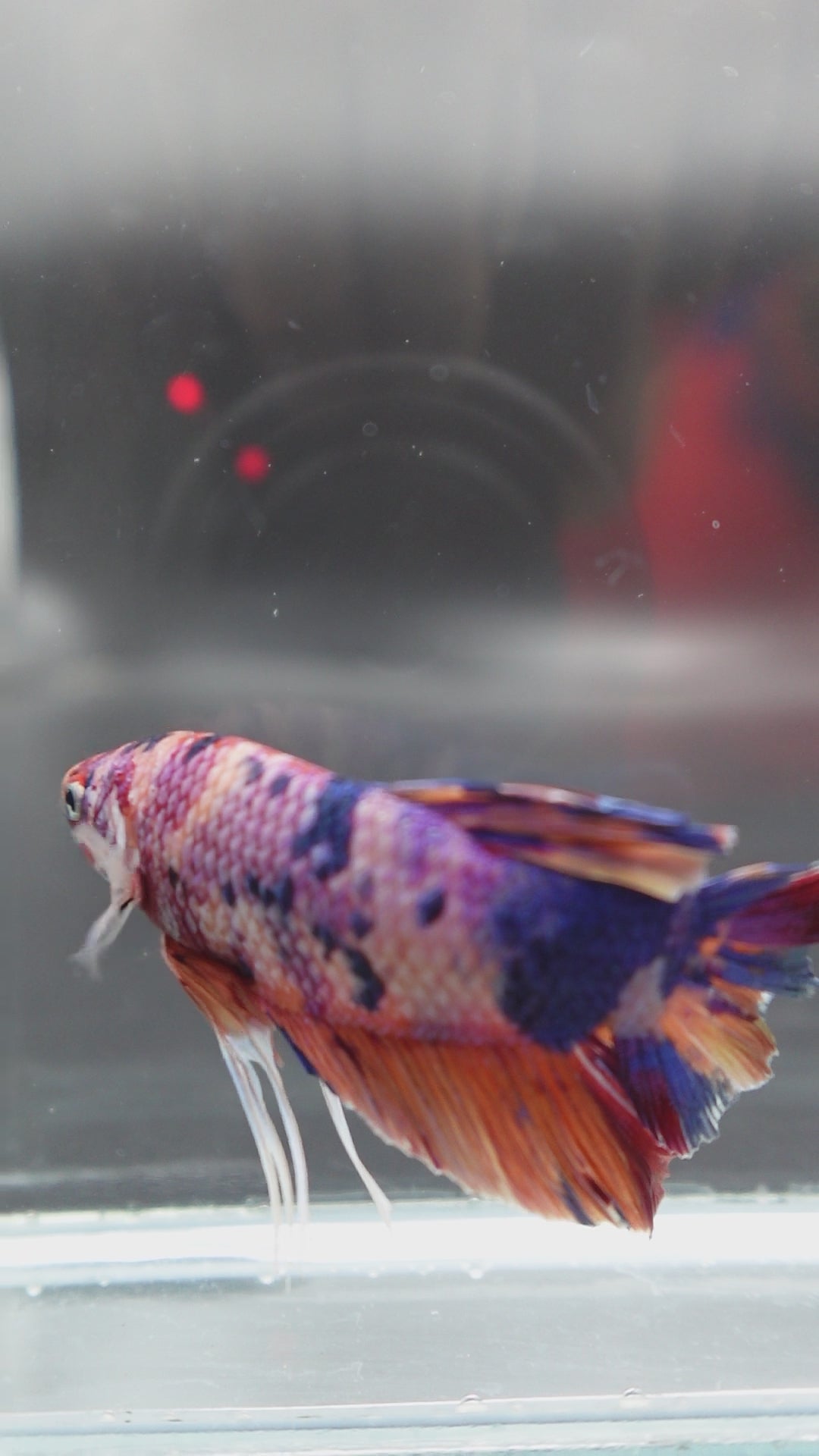 Rare Giant Multicolors Betta Fish