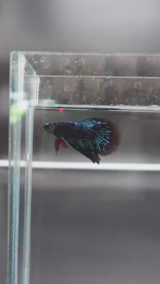 Rare Avatar Betta Fish