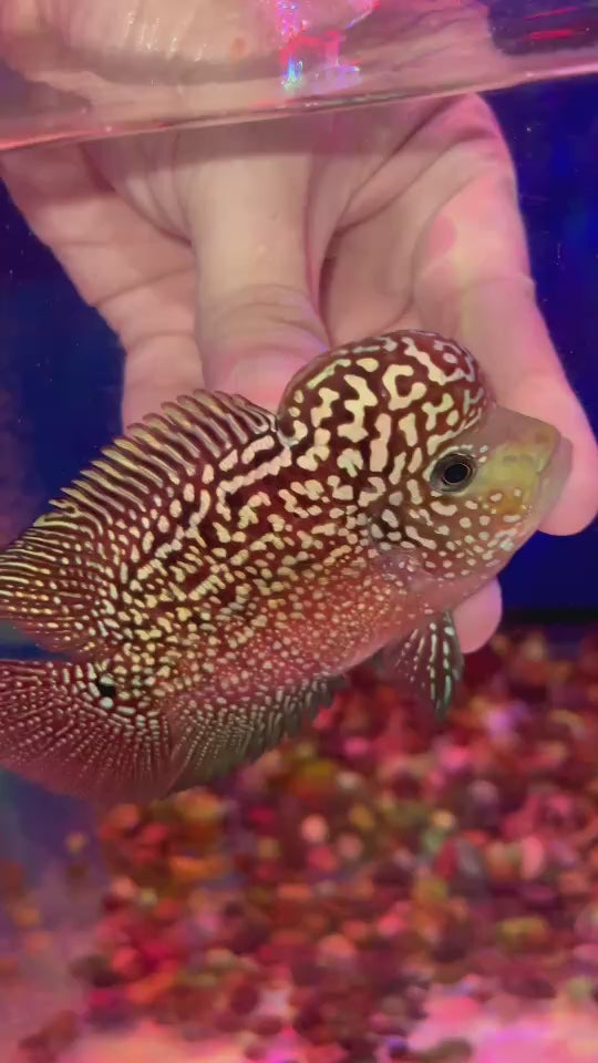 Rare Kamfa Flowerhorn