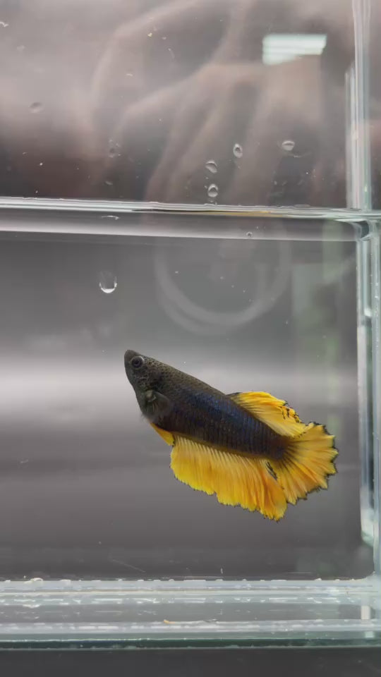 Rare Halfmoon Black Mustard Betta Fish