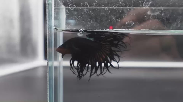 Rare King Crowntail Betta Fish