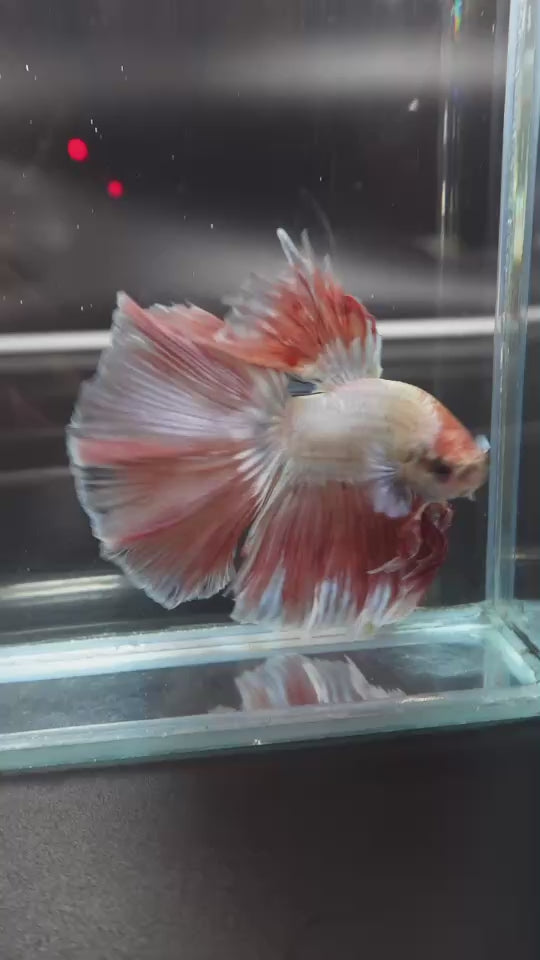 Rare Halfmoon Pink Betta Fish