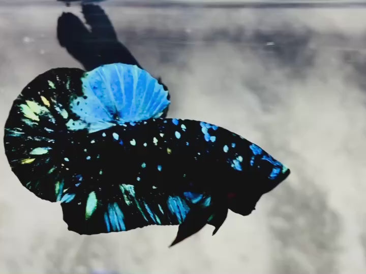 Rare Avatar Betta Fish (Male)