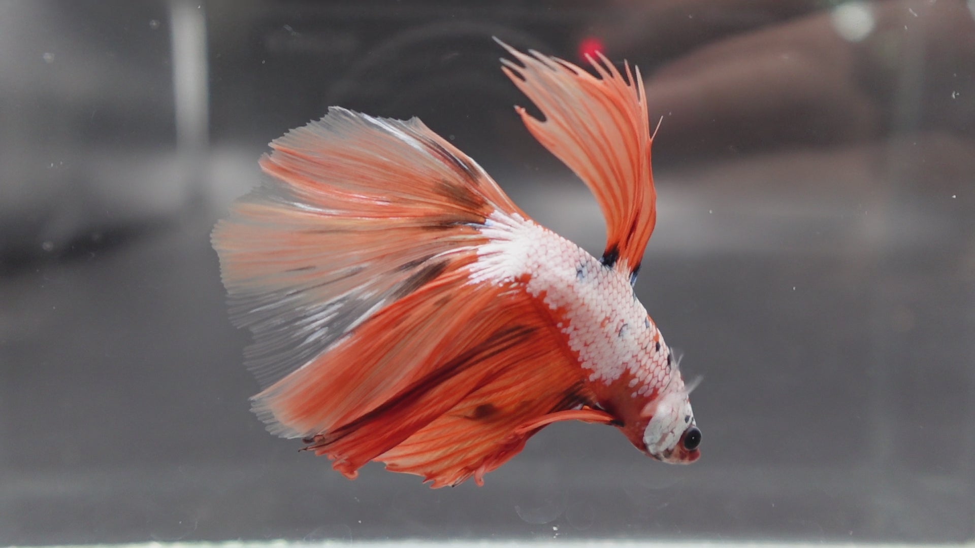 Rare Halfmoon Multicolors Betta Fish