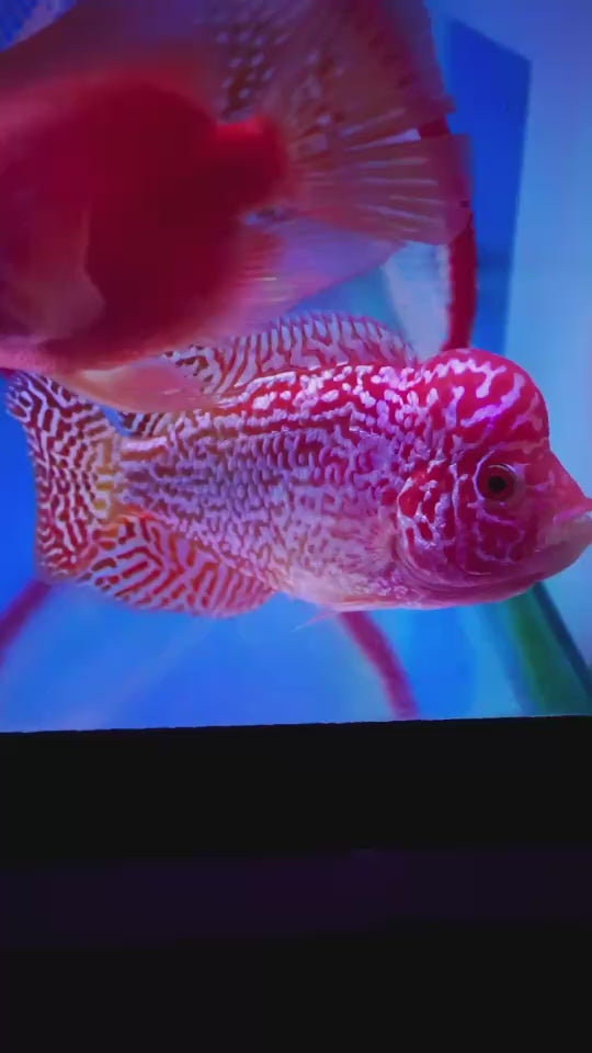 Rare Kamfa Golden Base Flowerhorn 3.5 inch
