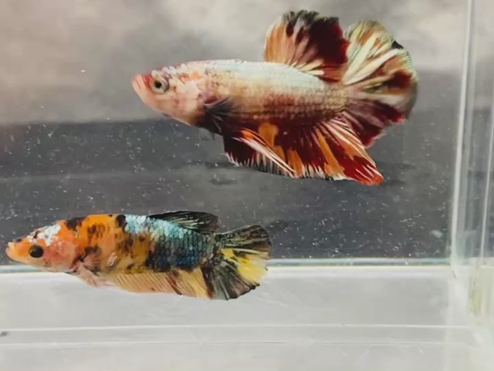 Rare Pair Koi Multicolors Betta Fish