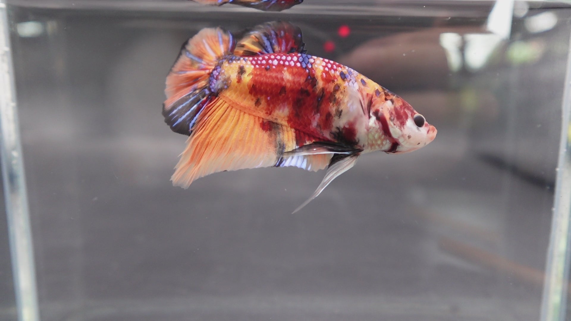 Rare Giant Multicolors Betta Fish