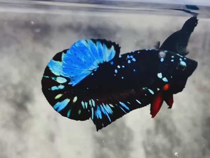 Rare Avatar Betta Fish (Male)
