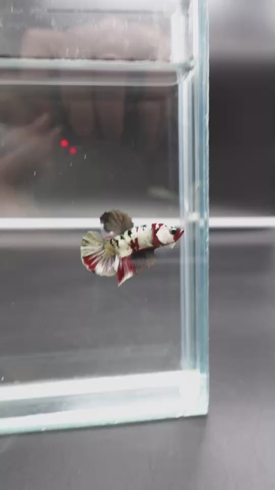 Rare Koi Multicolors Betta Fish (Male)