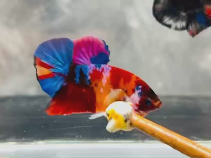 Rare Pair Koi Multicolors Betta Fish