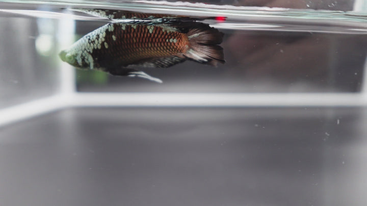 Rare Double Tail Copper Samurai Betta Fish