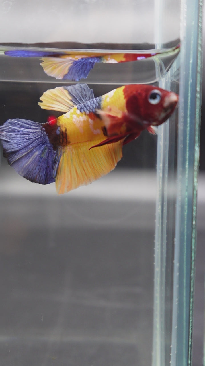 Competition grade - Multicolor Betta Fish