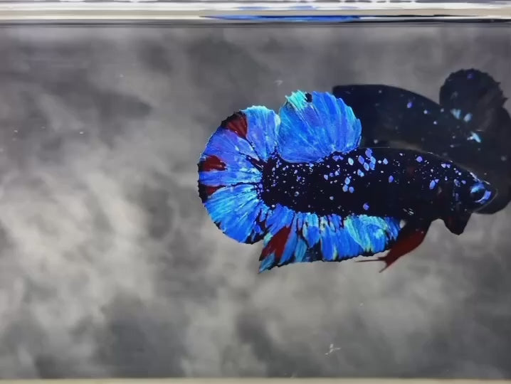 Rare Avatar Betta Fish