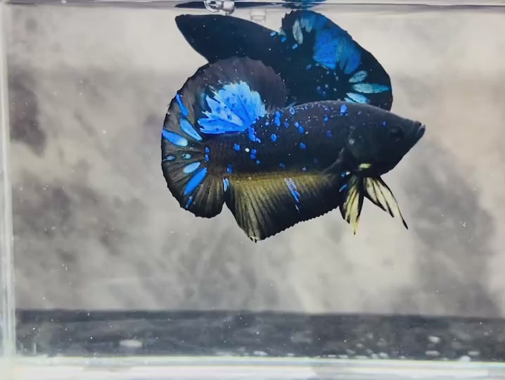 Rare Avatar Betta Fish (Male)