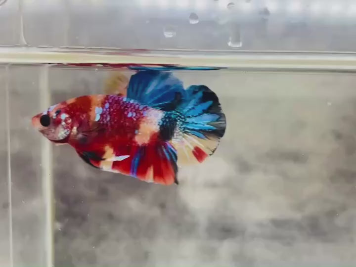 Rare Koi Multicolors Betta Fish