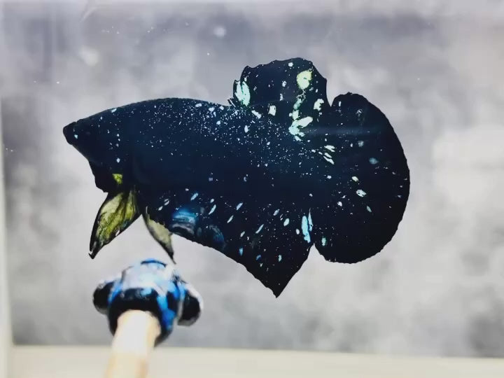 Rare Avatar Betta Fish