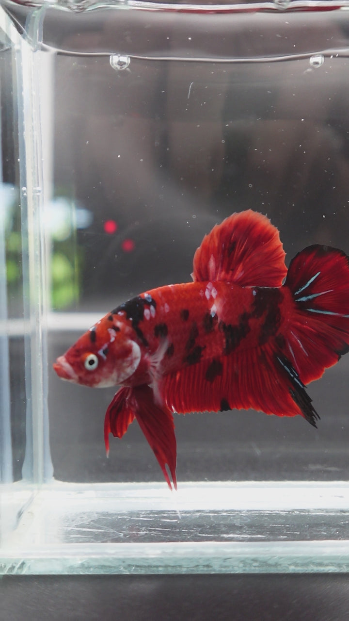Rare Giant Multicolors Betta Fish