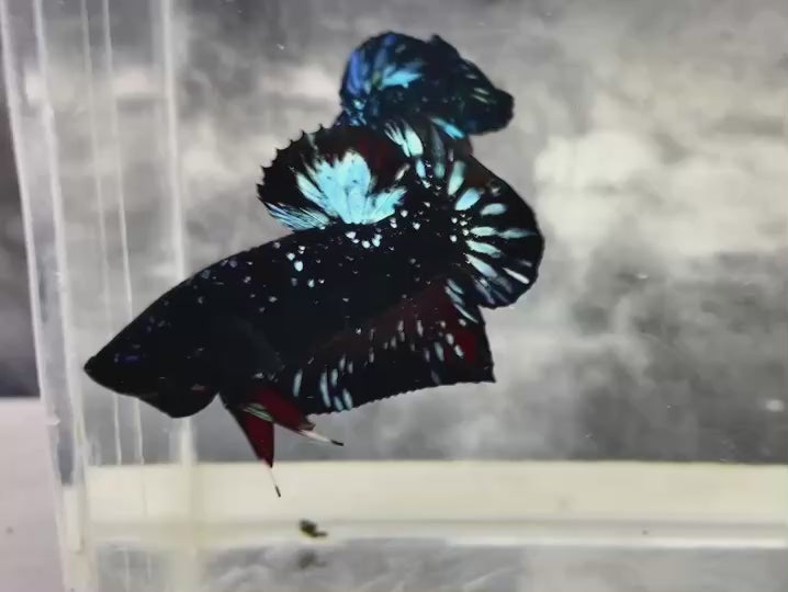 Rare Avatar Betta Fish