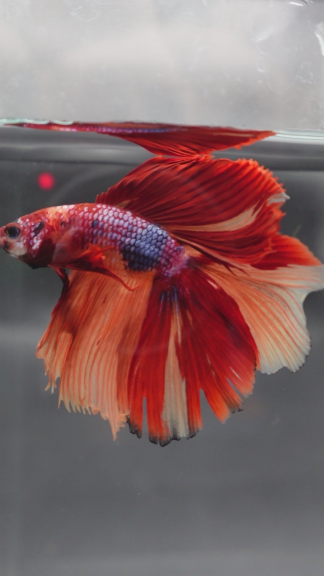 Rare Halfmoon Multicolors Betta Fish