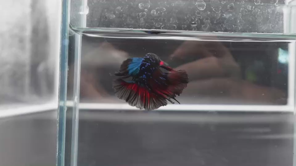 Rare Halfmoon Black Star Betta Fish