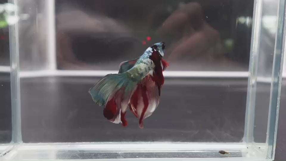 Rare Halfmoon Multicolors Betta Fish