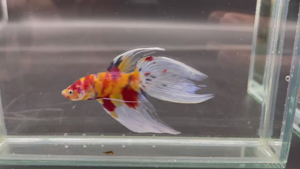 Competition Veiltail Koi Multicolors Betta Fish