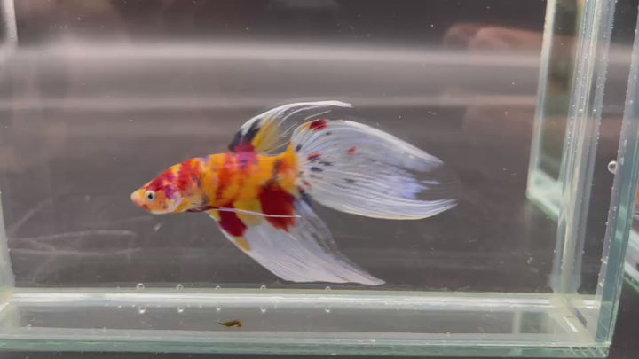 Competition Veiltail Koi Multicolors Betta Fish