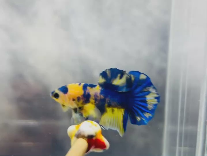 Rare Pair Koi Multicolors Betta Fish