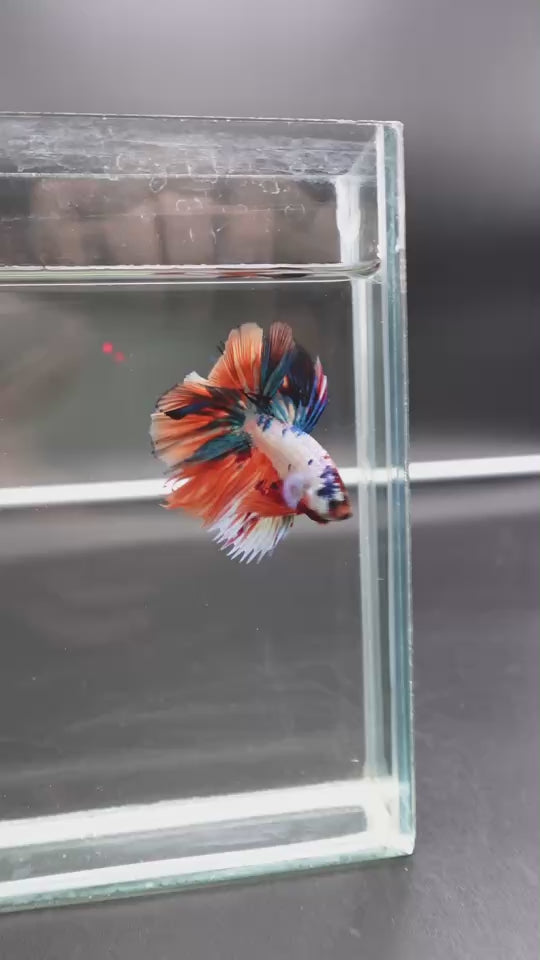 Rare Halfmoon Multicolors Betta Fish