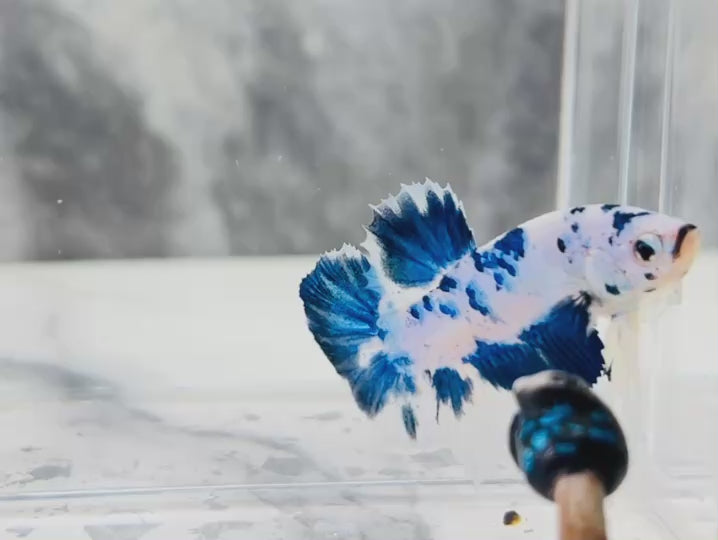 Rare Pair Blue Marble Betta Fish