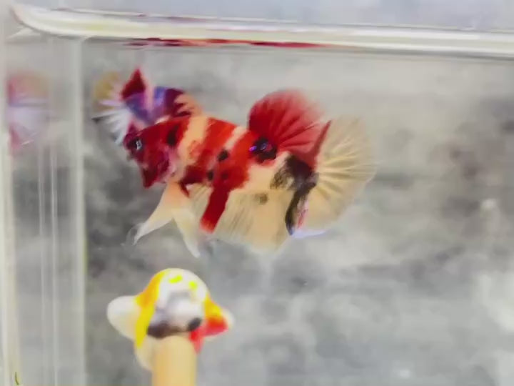 Rare Koi Multicolors Betta Fish