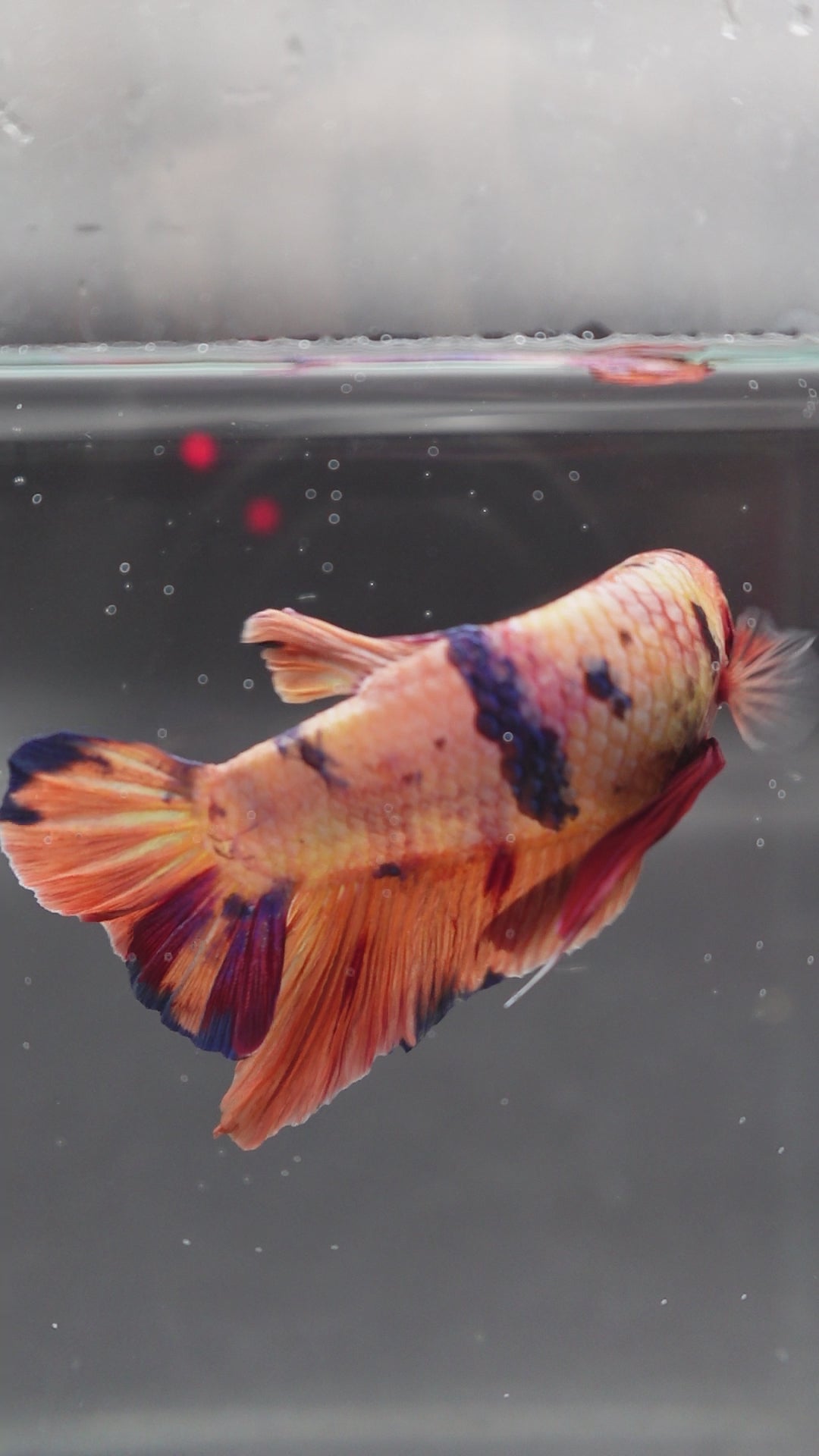 Rare Giant Multicolors Betta Fish