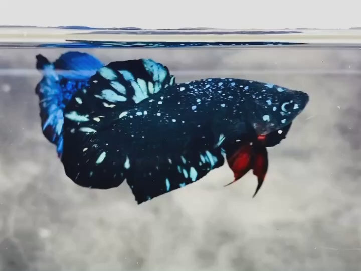 Rare Avatar Betta Fish