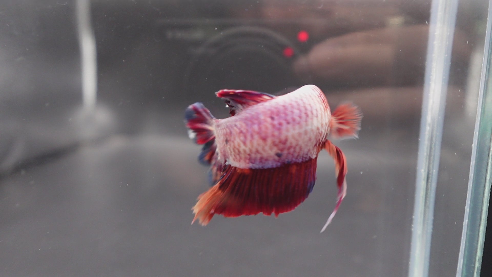 Rare Giant Multicolors Betta Fish