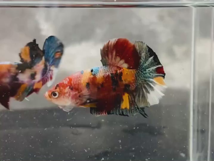 Rare Pair Koi Multicolors Betta Fish