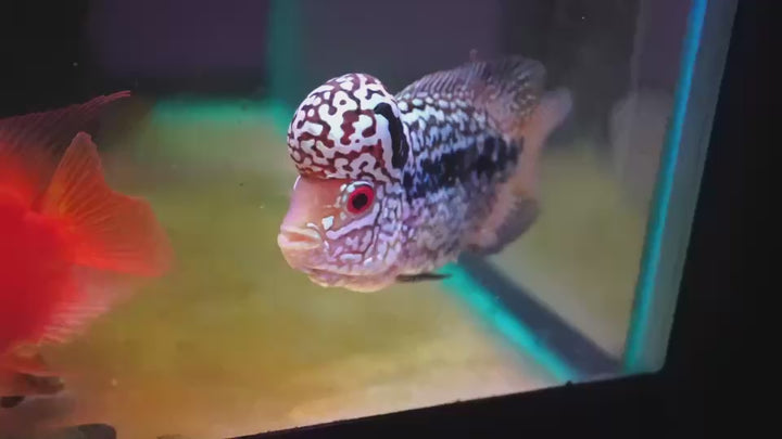 Rare Kamfa Flowerhorn 4 inch