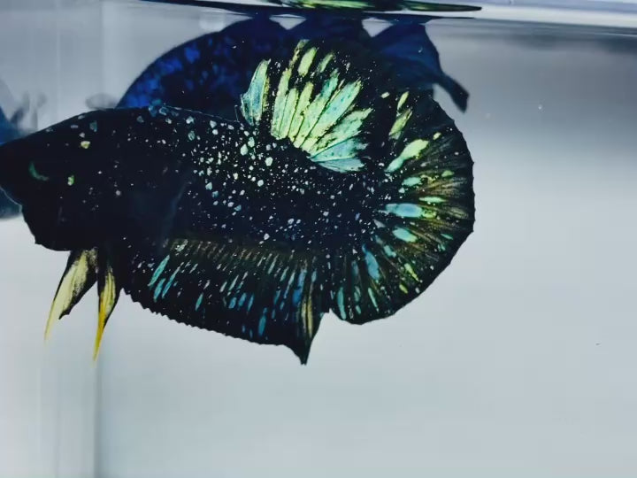 Rare Nebula Gold Betta Fish