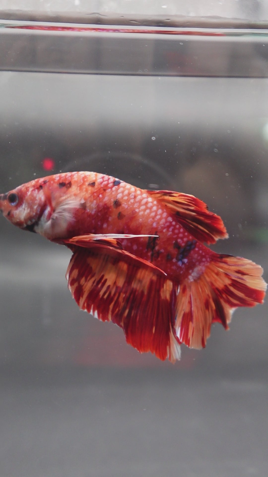 Rare Giant Multicolors Betta Fish