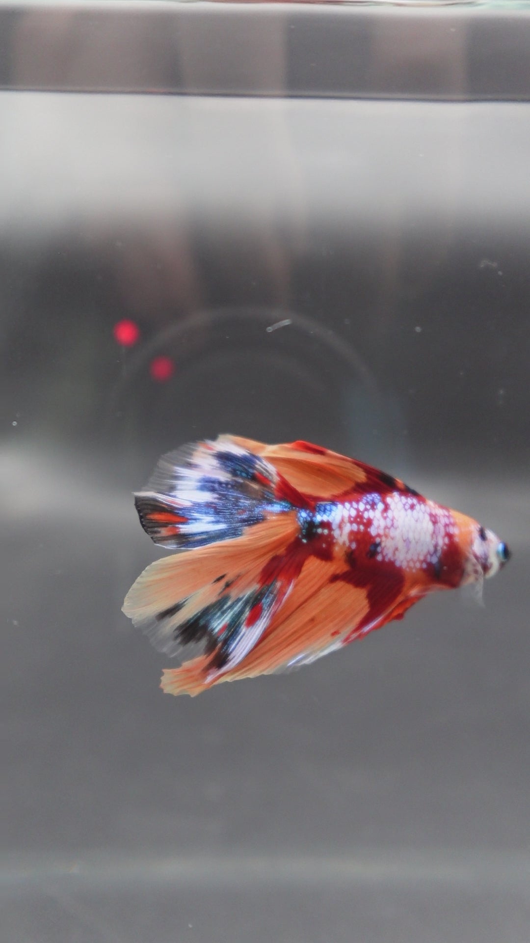 Rare Fullmoon Multicolors Betta Fish