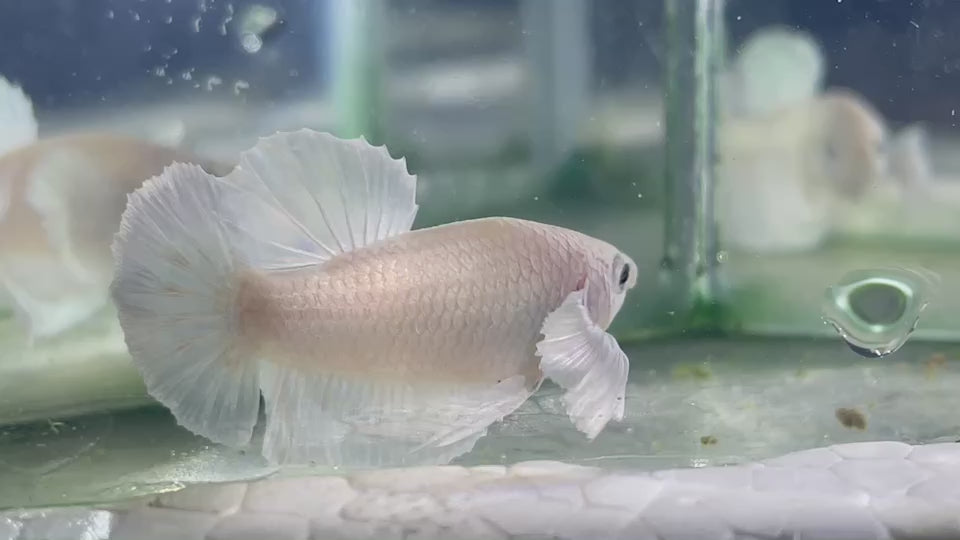 Dumbo White Betta Fish