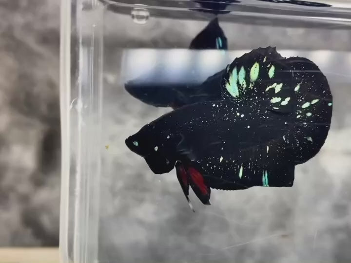 Rare Avatar Betta Fish