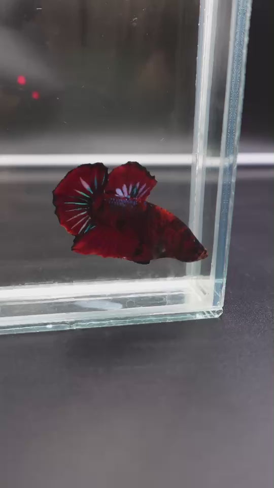 Rare Koi Multicolors Betta Fish